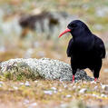 Red-billed Chough