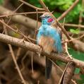 Red-cheeked Cordon-bleu