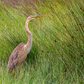 Purple Heron