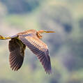 Purple Heron