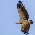 Griffon Vulture