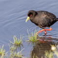 Black Crake
