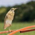 Squacco Heron