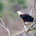 African Fish Eagle