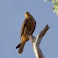 Whistling Kite