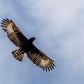 Long-crested Eagle