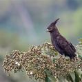 Long-crested Eagle