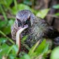 White-rumped Babbler