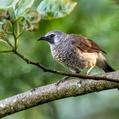 White-rumped Babbler