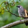 White-rumped Babbler