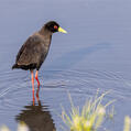Black Crake