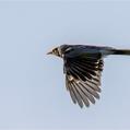 Noisy Miner