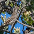 Little Wattlebird