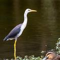 Pied Heron