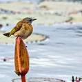 Rufous-banded Honeyeater