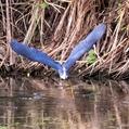 Pied Heron