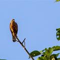 Variable Goshawk