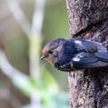 White-winged Robin