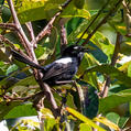 White-shouldered Fairywren