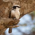 Northern White-crowned Shrike