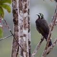 Yellow-browed Melidectes