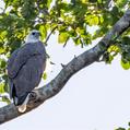 White-bellied Sea Eagle