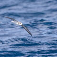 Cook's Petrel
