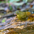 White-tailed Robin