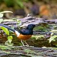 White-rumped Shama