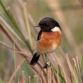 Siberian Stonechat