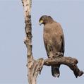 Crested Serpent Eagle