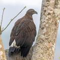 Grey-headed Fish Eagle