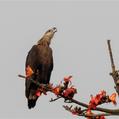 Pallas's Fish Eagle