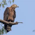 Pallas's Fish Eagle