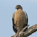 Crested Serpent Eagle