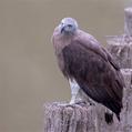 Grey-headed Fish Eagle