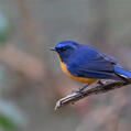 Rufous-breasted Bush Robin