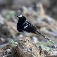 Spotted Forktail