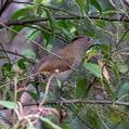 Striated Laughingthrush