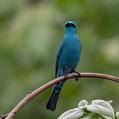 Verditer Flycatcher