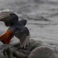 Plumbeous Water Redstart