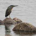 Striated Heron