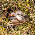 Zebra Finch