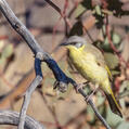 Grey-headed Honeyeater