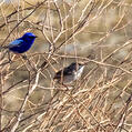 White-winged Fairywren