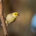 White-plumed Honeyeater