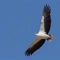 White-bellied Sea Eagle