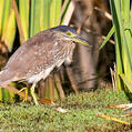 Nankeen Night Heron