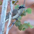 Silver-crowned Friarbird