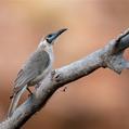 Little Friarbird